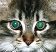 Spezialist für Katzenerkrankungen, -erziehung, -geburten und -aufzucht