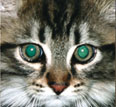 Spezialist für Katzenerkrankungen, -erziehung, -geburten und -aufzucht